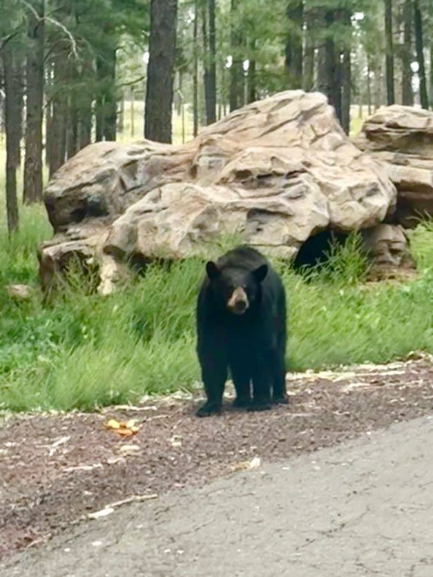 Black bear walking toward the road