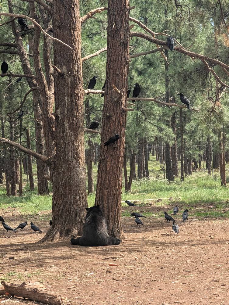 A black bear at the base of a tree surrounded by ravens