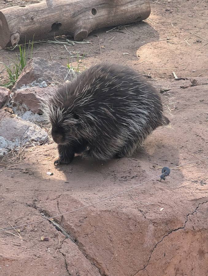 Porcupine on red rock
