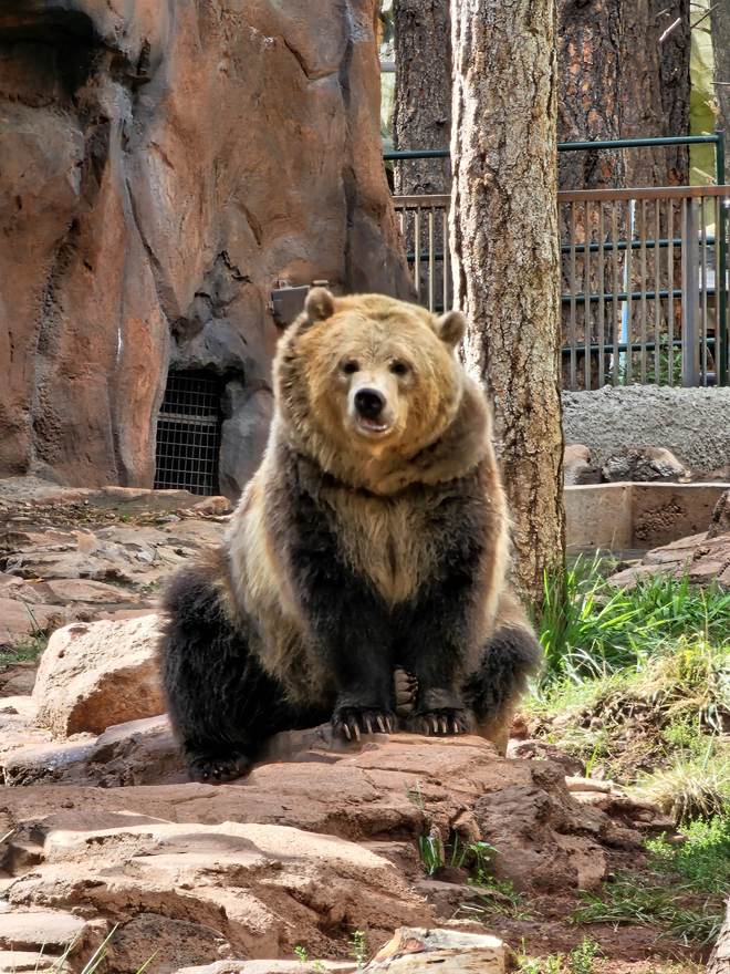 A grizzly bear sitting upright on red rocks