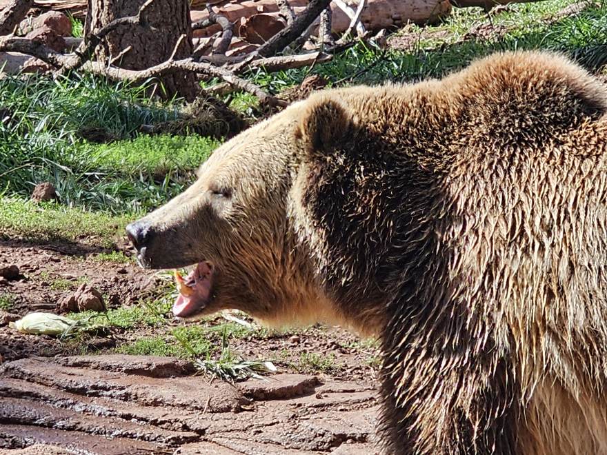A grizzly bear mid-yawn in profile