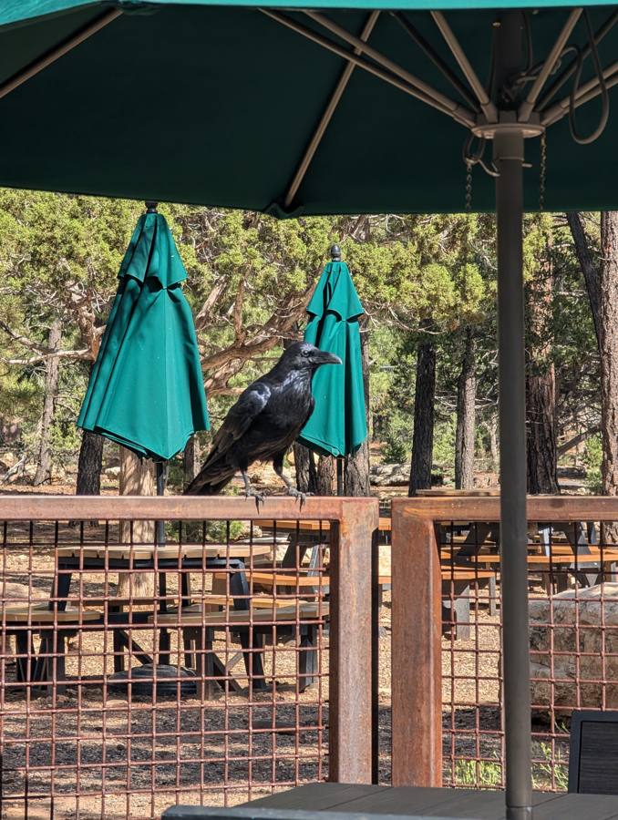 Raven perched by the mule corral umbrellas
