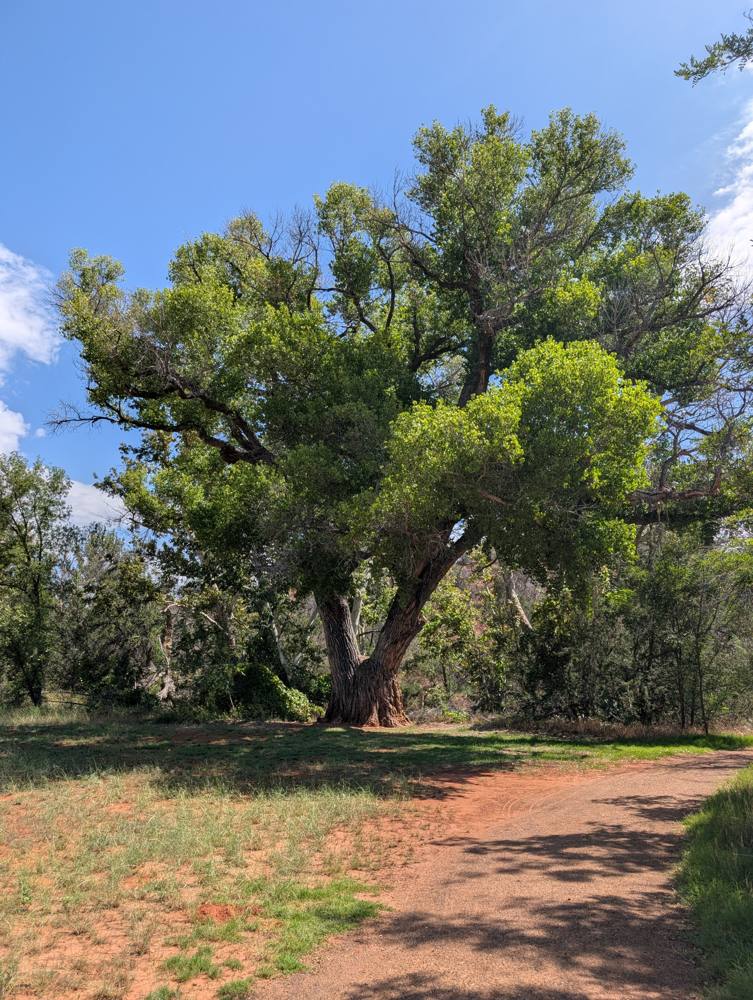 Giant old cottonwood tree