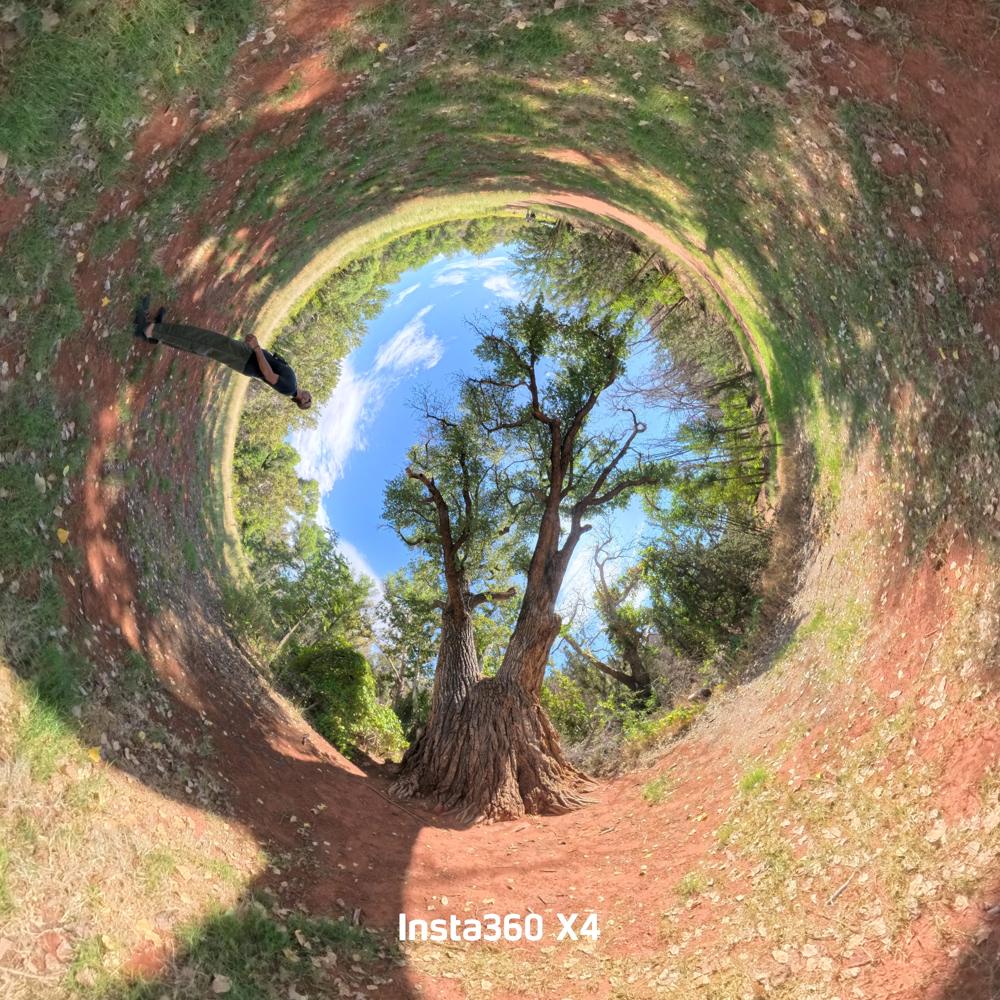 360 shot looking up through a cottonwood